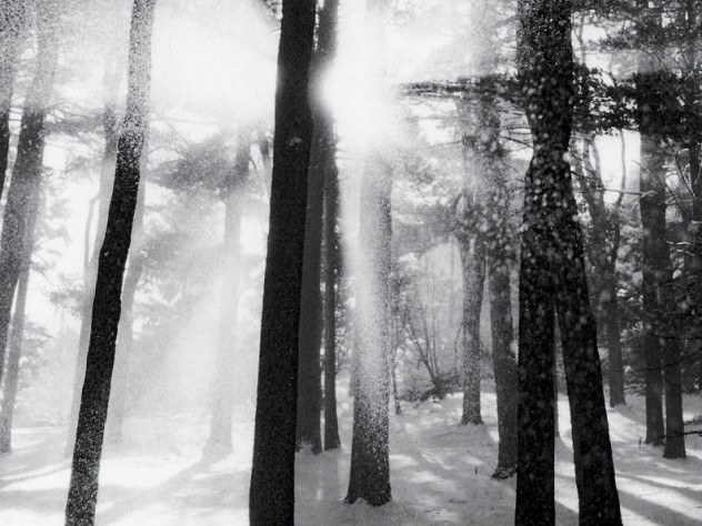 From <i>Trees and Gardens: Photography by Joseph Flack Weiler,</i> at the Arnold Arboretum