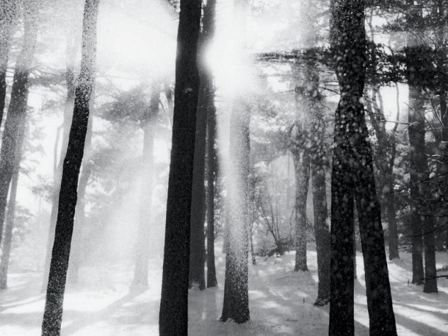 Joseph Flack Weiler/The Arnold Arboretum From <i>Trees and Gardens: Photography by Joseph Flack Weiler,</i> at the Arnold Arboretum