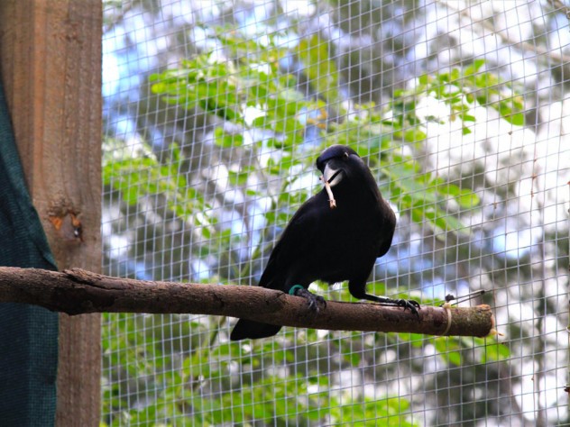 A crow perched on a branch inside an aviary holds a stick tool in its beak during downtime from the experiment