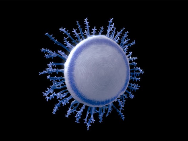 An image of a seven-centimeter-diameter glass model of Porpita porpita, a colony of hydroids that is often mistaken for a jellyfish, hence its name.