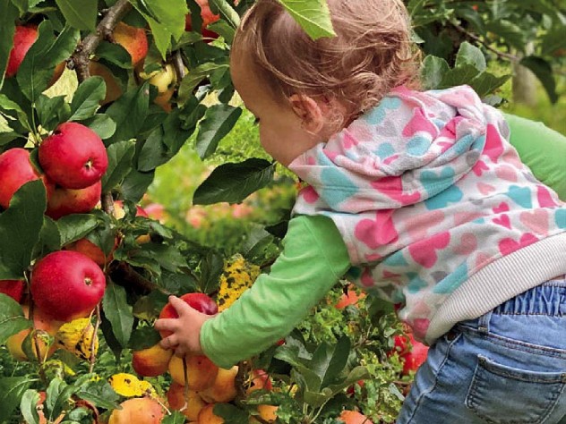 A child reaching for a red ripe apple in the orchards of Lookout Farm