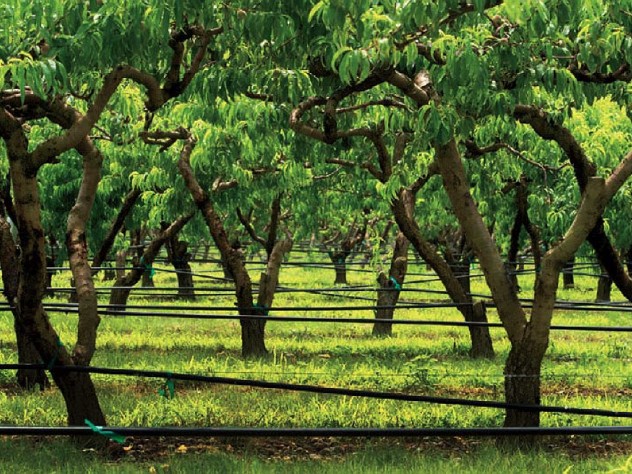 View of orchard trees and tree grass