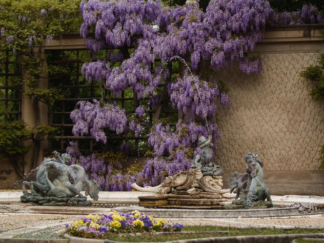 Wisteria in Pebble Garden at Dumbarton Oaks