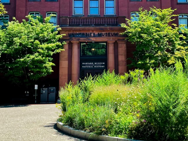The rewilded planter in front of Harvard's Museum of Natural History The rewilded planter in front of Harvard's Museum of Natural History