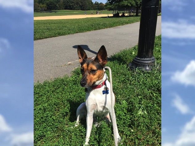 The author's dog, Yuki, sits on the grass during a walk in the park.