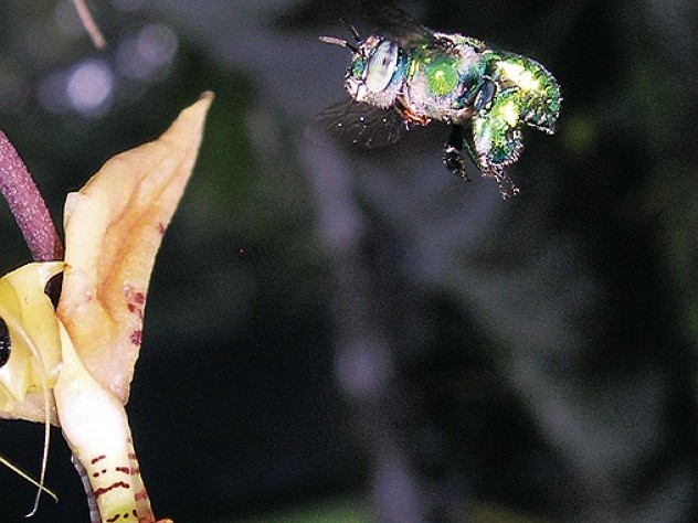 Orchid bees navigate turbulence by extending their massive hind legs to prevent rolling.