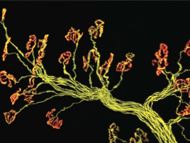 Thick bunches of nerves leave  the brain or spinal cord and branch intricately within muscle (fibers of which can be seen running vertically in the background at right). The  inset image shows individual axons (yellow) connecting to single  synapses (red). The red stain is a snake venom that binds only to muscle receptors; poisonous kraits use it to immobilize their prey.