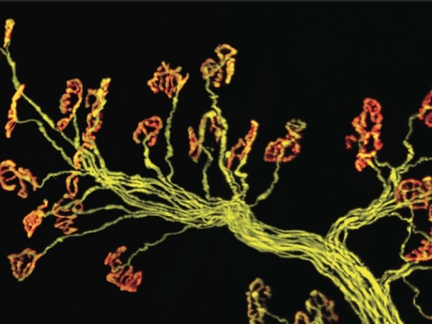 Image courtesy of Ryu, Lichtman, and Sanes Thick bunches of nerves leave the brain or spinal cord and branch intricately within muscle (fibers of which can be seen running vertically in the background at right). The inset image shows individual axons (yellow) connecting to single synapses (red). The red stain is a snake venom that binds only to muscle receptors; poisonous kraits use it to immobilize their prey.