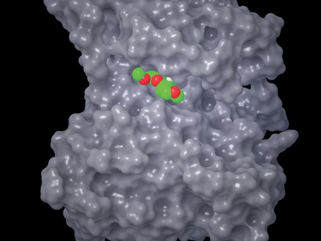 Image courtesy of Brent R. Stockwell The cancer drug gefitinib (also known as Iressa) is shown bound to the druggable protein EGFR. Gefitinib is used to treat non-small cell lung cancer.