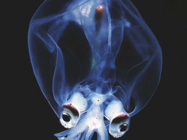 Image courtesy of the Peabody Museum of Archaeology and Ethnology A deep-sea creature on display at the Harvard Museum of Natural History