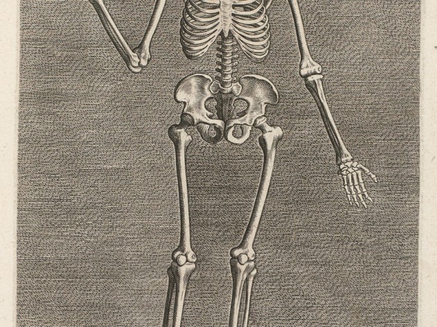 Image courtesy of the Rijksmuseum, Amsterdam Philip Galle, <i>Skeleton from the Front</i> from the series <i>Instruction and fundamentals of good portraiture,</i> Antwerp, 1589. Engravings.