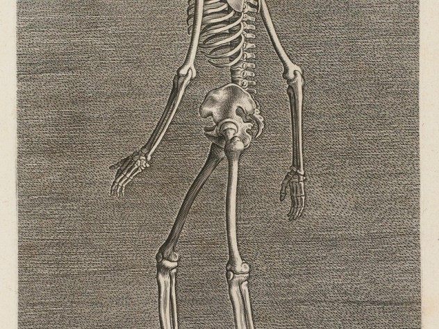 Image courtesy of the Rijksmuseum, Amsterdam Philip Galle, <i>Skeleton in Left Profile</i> from the series <i>Instruction and fundamentals of good portraiture,</i> Antwerp, 1589. Engravings.