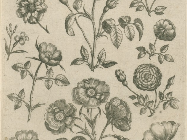 Image courtesy of the Rijksmuseum, Amsterdam Adriaen Collaert, Rose from the series <i>Florilegium</i> (Collected images of flowers), Antwerp: Philip Galle, c. 1587–89. Engraving.