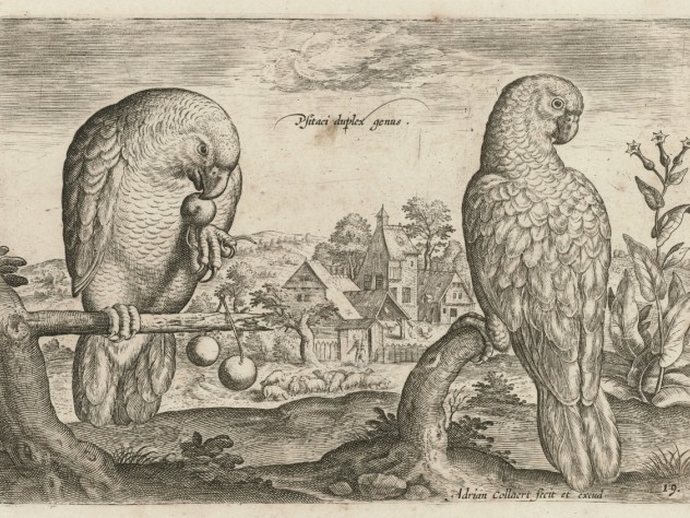 Image courtesy of the Rijksmuseum, Amsterdam Adriaen Collaert, <i>Two Grey Red-Tailed Parrots</i> from the series <i>Living images of birds,</i> c. 1600. Engraving.