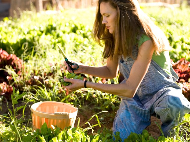 Wade tends her three-acre garden, with a 1,200-square-foot greenhouse, in Nambé, a hamlet 20 miles north of Santa Fe, with help from one other gardener.