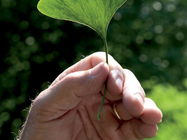 Scientist’s subject: Peter Del Tredici holds a distinctly veined, fan-shaped leaf from a female <i>Ginkgo biloba</i> that he imported in 1983.