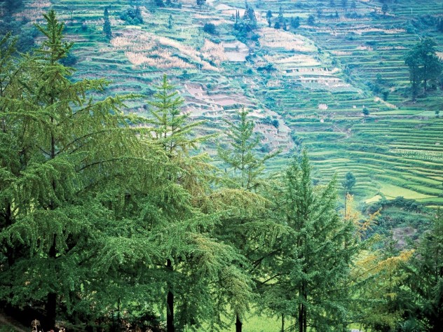 Ginkgo specimens in their ancestral setting: Shan Jiang village, Guizhou Province, in the People’s Republic of China