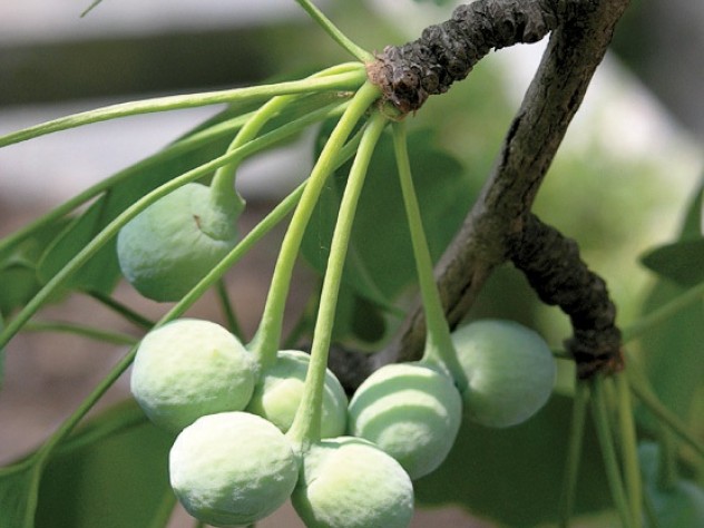 …the maturing fruits—attractive to some, repellent to many