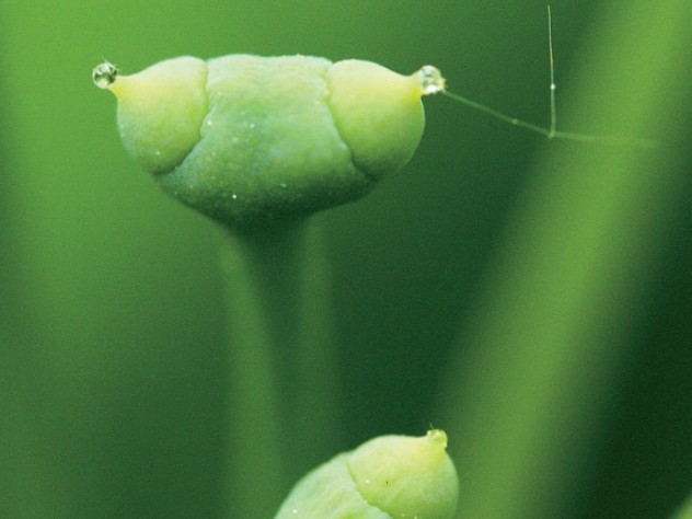 Details of the ginkgo’s archaic reproductive system: from pollen drops to…