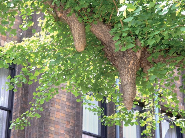 Ginkgo chichi on a tree at Tokyo University