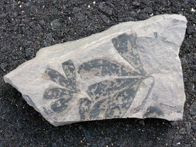 Fossil <i>Ginkgo yimensis,</i> about 170 million years old