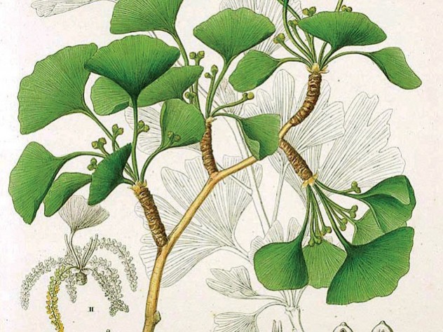Ginkgo from <i>Flora Japonica</i> by Siebold and Zuccarini (1835-1842)