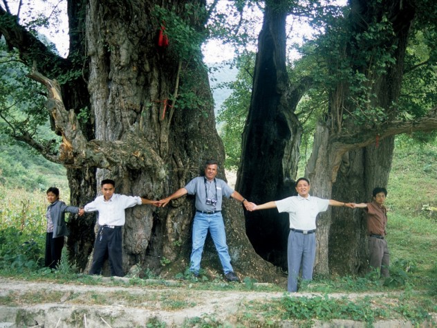 Del Tredici helps circle the male Li Jia Wan Ginkgo, in Guizhou: at 51 feet in circumference, the largest natural specimen known.