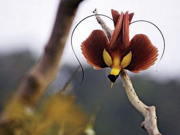 Photograph courtesy of Tim Laman/Harvard Museum of Natural History Photojournalist Tim Laman talks at the Harvard Museum of Natural History about his successful mission to capture on film all 39 known species of birds of paradise in the wild.