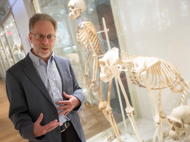 Photograph by Kris Snibbe/Harvard Public Affairs and Communications In his new book, <i>The Story of the Human Body,</i> Lerner professor of biological sciences Daniel Lieberman—shown with skeletons of a human being, an Eastern gorilla, and a chimpanzee at the Harvard Museum of Natural History—discusses major evolutionary developments and the relevance of our evolutionary heritage in relation to our problems today.