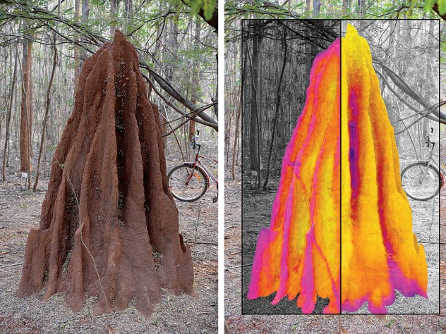 Thermal maps superimposed on this termite mound show contrasting temperature profiles for night (left half) and day (right half).
