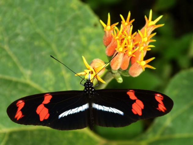 An image of a Heliconius Telesiphe butterfly