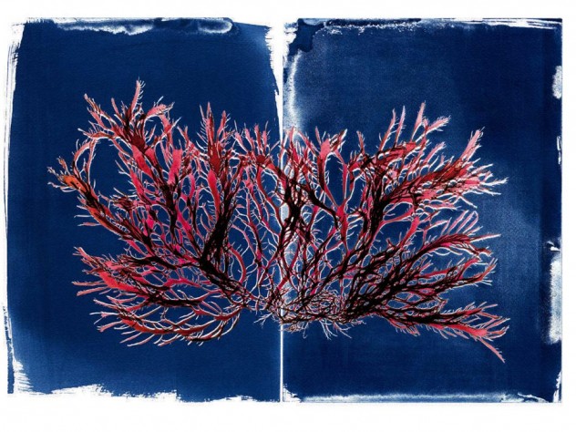 An image of branching red seaweed against a dark-blue background