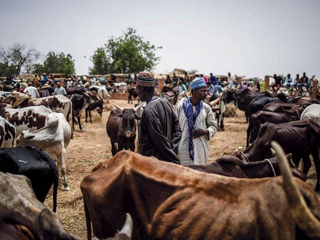 Emaciated cattle at a market in the Sahel region of Africa