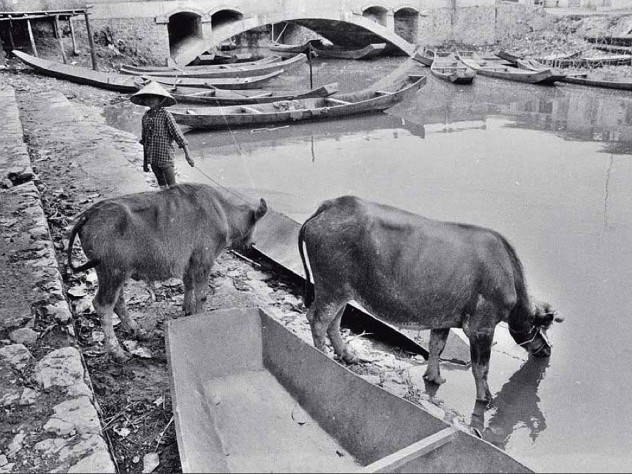 Black and white photo, titled "Cowherd," with cattle at a river