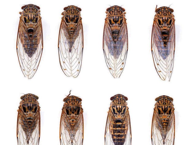 Specimen cicadas, a photograph of Harvard museum collections