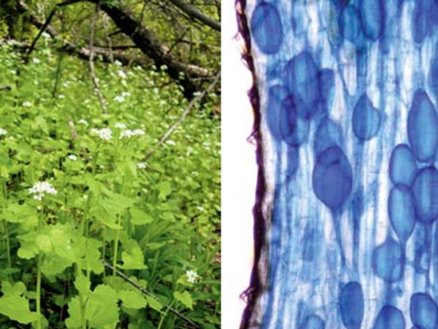 Photographs by Ben Wolfe (left) and Peter Weishampel (right). At left, the invader, a biennial herbaceous plant about three feet in height, shown here growing lustily in the understory, might reconstitute North American forests. At right, symbiosis in action. Vesicles of fungi, shown in blue, colonize the feeding tip of a tree root, its walls shown in brown.