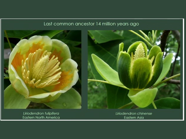 liriodendron tulipifera of Eastern North America and liriodendron chinense of Eastern Asia