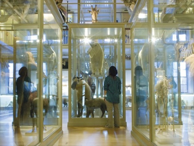 Ross O’Donohue/Harvard Museum of Natural History The newly renovated Great Mammal Hall at the Harvard Museum of Natural History