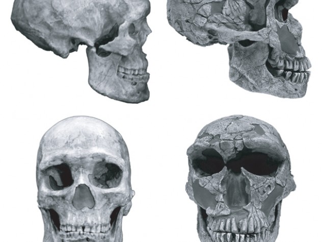 Courtesy of Daniel Lieberman There are notable differences between skulls of humans and of Neanderthals. The human cranial vault is rounded, rather than lemon-shaped. Human faces are small and retracted and include chins. Neanderthals have large, protruding faces, with brow ridges and no chins.