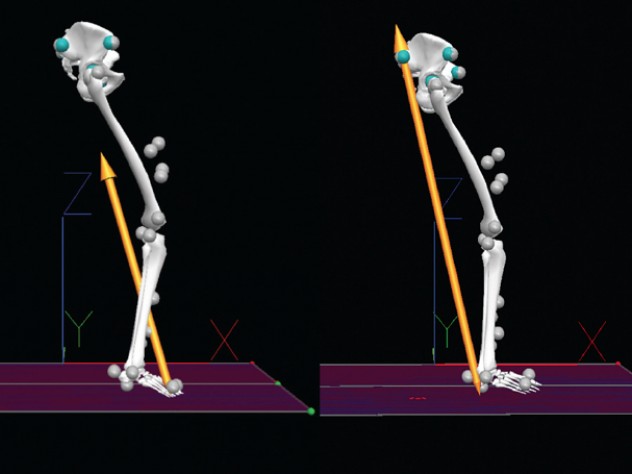 A comparison of barefoot runners shows that the magnitude and direction of impact in a forefoot strike originates under the ball of the foot, rather than under the heel, and involves much less force.