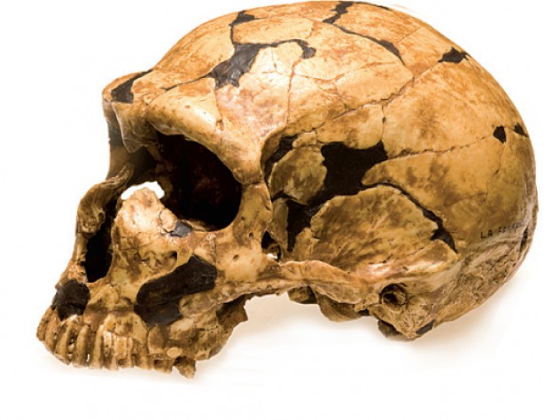 Neanderthal (La Ferrassie) 