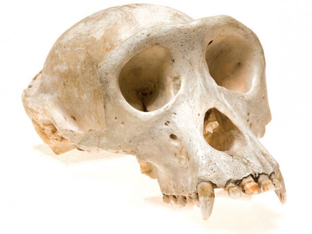 Common chimpanzee <i>(Pan troglodytes)</i>