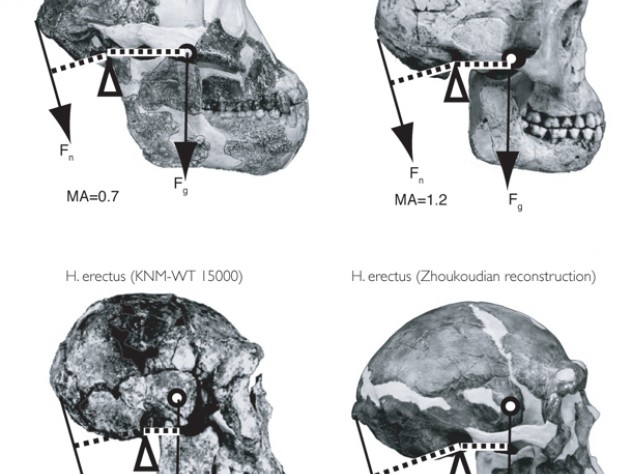 Differences of form lead to differences in function. Biomechanical analyses of inertial forces show that the three Homo specimens would have had a much easier time balancing the head while walking or running than would <i>Australopithecus.</i>