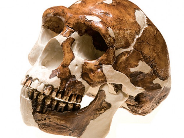 <i>Homo  erectus</i>