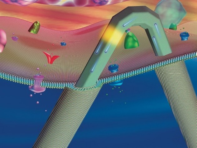 Hyman professor of chemistry Charles Lieber has created a transistor so small it can be used to penetrate cell membranes and probe their interiors, without disrupting function. The transistor (yellow) sits near the bend in a hairpin-shaped, lipid-coated silicon nanowire. Its scale is similar to that of intra-cellular structures such as organelles (pink and blue orbs) and actin filaments (pink strand). 