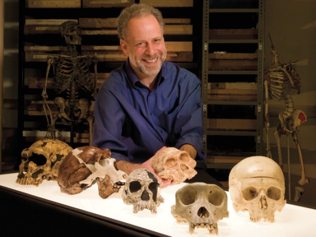 A skull session with human evolutionary biologist  Daniel Lieberman in the fossil room at the Peabody Museum.  Millions of years  of natural selection have shaped the human head. From left to right: a  Neanderthal; <i>Homo erectus; Homo habilis;  Australopithecus africanus; Pan troglodytes</i> (common chimpanzee);  <i>Homo sapiens</i> (human).  “Gonzo,” a Neanderthal skeleton, stands in the back.