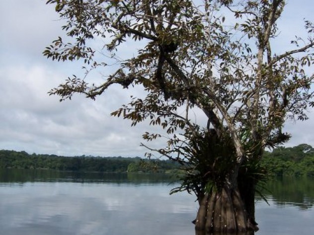 Nests built in trees growing directly in the water are safest from predators. This prime real estate, therefore, is typically commandeered by the largest groups of cooperating adult birds.