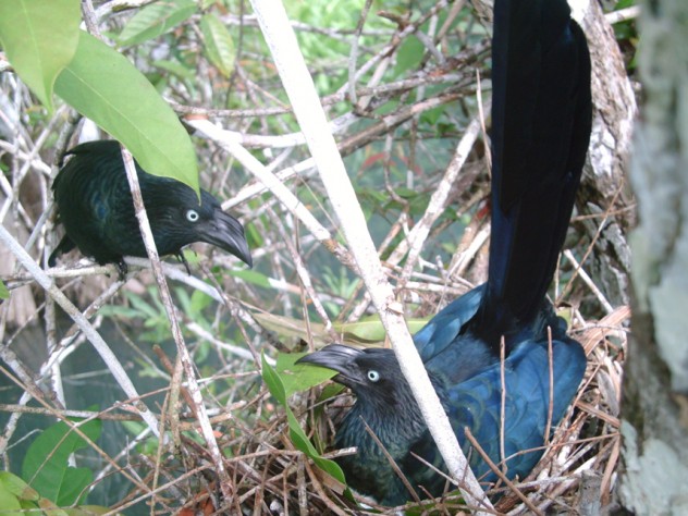 Photograph courtesy of Christina Riehl The clutch of eggs is guarded by many parents, although a single male typically covers the night shift.