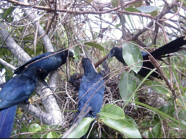 Photograph courtesy of Christina Riehl The breeding habits of tropical cuckoos, whose unrelated adults cooperate to rear young, have raised questions about the limits of kin selection in evolution.