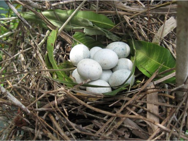 Photograph courtesy of Christina Riehl These eggs were deposited in a communal nest by unrelated mating pairs of tropical cuckoos.